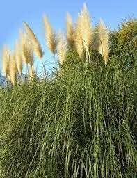 Natural Dried Pampas Grass Decor Reed Plume Dry Boho Wedding Flower Arrangement