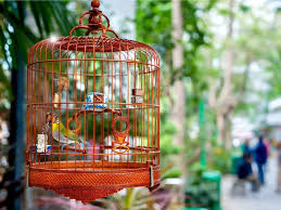 Birds need cages about twice the size of their wingspan. Kowloon Markets Walking Tour With Goldfish Street And Bird Garden Visit Hong Kong Get Local Tour