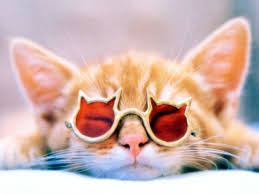 Honestly, i can't even making anything similar or close enough to make it look that great. 41 Cat With Sunglasses Wallpaper On Wallpapersafari