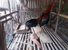 Induk jantan dan induk betina dilepaskan dalam kandang dengan ukuran lebih kurang 5m x 5m. 87 Gambar Desain Kandang Indukan Ayam Bangkok Paling Bagus