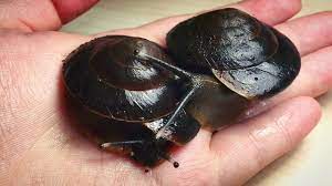 We did not find results for: Caracolus Excellens Ufo Schnecken Aus Der Dominikanischen Republik Youtube