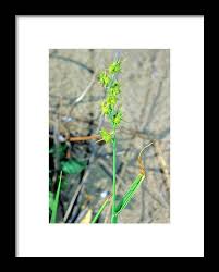 Image result for Cenchrus incertus