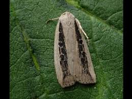 Image result for Chilodes maritima