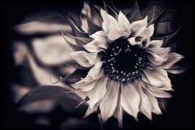 Enjoy and share your favorite beautiful hd wallpapers and background images. Free Download Wallpaper Download Wallpaper Sunflower Black And White Background 1533x1024 For Your Desktop Mobile Tablet Explore 78 Background Black And White Black And White Desktop Wallpaper Black And