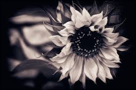 For this post, we've collected 12 beautiful sunflower wallpapers for you, just click on the wallpaper you choose, download tags: Download Sunflower Wallpaper Black Cikimm Com