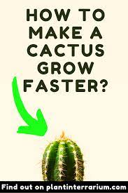 How To Make A Cactus Grow Faster Tips And Tricks Cactus Planting Guide How To Make