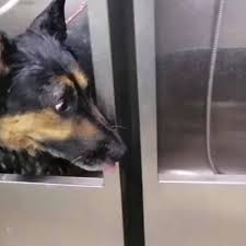 At haven veterinary clinic we are passionate about medicine and compassionate about pets and their families. First Pet Veterinary Clinic And Grooming Home Facebook