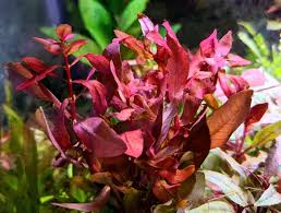 Image result for Ammannia aegyptiaca