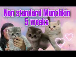 Bengal cats are partially descended from wild cats but have gentle temperaments like other. Non Standard Munchkin 5 Weeks Munchkin X British Shorthair Youtube