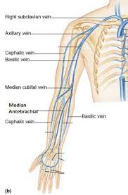 Concists of small arteries and veins in the walls of large vessels in their tunica externa layer. Veins Of The Arm Arm Veins Phlebotomy Study Veins