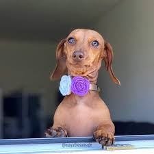 Buy FELT ROSE FLOWER