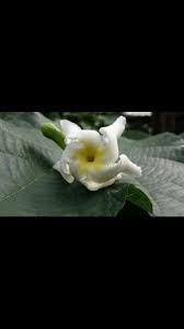 Image result for Tabernaemontana pachysiphon