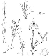 Image result for Acanthopale pubescens