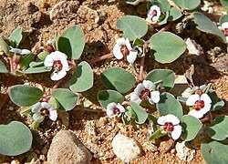 Image result for Euphorbia pseudopetiolata