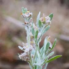 Image result for Vellereophyton dealbatum