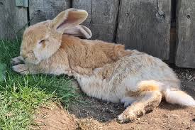 Image result for tbn:nuNU7FPK4A54yM::rvforsaleguide.com/images/bunny-resting-picture.jpg