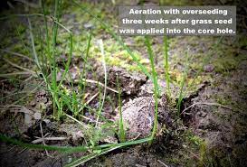 If too thick, its best to aerate your lawn before overseeding or if filling in patches remove the thatch and dead grass before spreading seed in bare areas of your lawn. Fall Is The Ideal Time To Aerate And Seed Your Lawn Chippers Inc