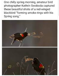 A Red Winged Blackbird Song You Can See Black Bird Blackbird Song Bird