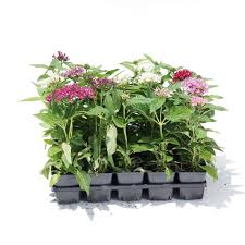 Image result for Pentas herbacea