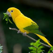 Pin By Hatice Sengur On Suzan Parakeet Colorful Parrots Pet Birds