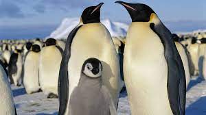 Climate Change Making Emperor Penguins Feet A Lot Less Happy Penguins Emperor Penguin Emperor