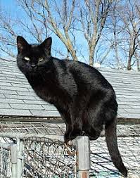 Bulu kucing maine coon memiliki panjang sekitar 7 cm. Kucing Hitam Wikipedia Bahasa Indonesia Ensiklopedia Bebas