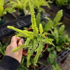 Image result for Asplenium trichomanes
