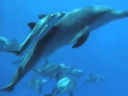 Pin By Wylone Abbott On Special Videos With Music Easy Listening Music Music Video Song Relaxing Music