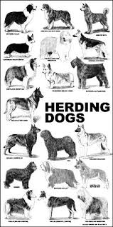 Checking Requirements Herding Dogs Dog Breeds Chart Herding Dogs Breeds