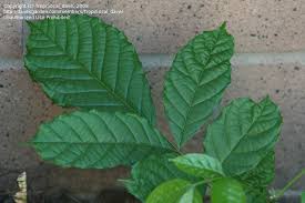 Image result for Markhamia lutea