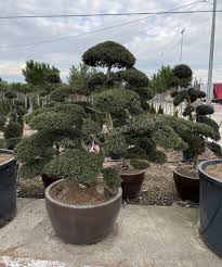 Bonsai pflege, überwinterung, indoor bonsai, bonsais, aluminium draht, yamadori, shop, schale, urlaubpflege, bonsai zubehör, bonsai outdoor, persönliche beratung, hilfestellung und vieles mehr in paderborn navigation. Ilex Crenata Bonsai Produkt Information Bonsai Bonsai Spezialist