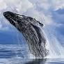Germany Ratifies UN High Seas Protection Agreement to Safeguard Marine Biodiversity