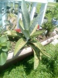 Donkey Ear Kalanchoe Plants Succulents Cactus