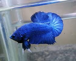 Due to selective breeding, the ever popular male betta splendens, or siamese fighting fish, is now available in an enormous array of colours and tail types. Amazon Com Plakat Betta Fish Super Blue Hmpk Male Pet Supplies