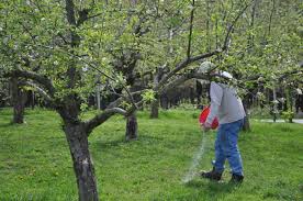 By early or mid april, most fruit in your back yard orchar. How To Fertilize Fruit Trees In Autumn