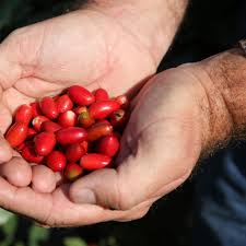 People use miracle fruit for diabetes, obesity, taste disturbances in people. Miracle Fruit Comes To The Rescue Thousands Of Cancer Patients Taste Food Again The Spokesman Review