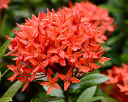 Maybe you would like to learn more about one of these? Bunga Asoka Jenis Ciri Dan Makna Filosofisnya Three Bouquets