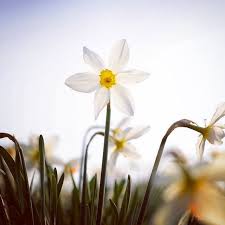 Jason Ingram On Instagram Narcissus Lucifer Gardenphotography Narcissus Daffodils Narcissuslucifer Spring In 2020 Narcissus Garden Photography Instagram