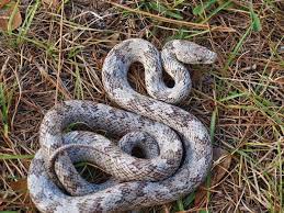 Care And Breeding The Gray Rat Snake Rat Snake Snake Wild Animals Photos