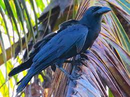 Cuban Crow - eBird