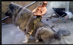 Enter, pursued by a bear. Putin Riding A Russian Bear Dog Imgur