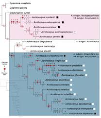 Image result for Acridocarpus chloropterus