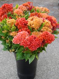 Pin On October Flowers