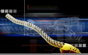 The trunk line has multiple fiber optic cables combined together to increase the capacity. Back Bone Stock Image Image Of Threedimensional Vertebral 34826079