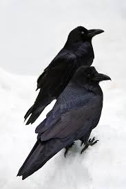 Black Birds In California Yosemite Valley Yosemite Ravens Raven Crow Images Black Bird