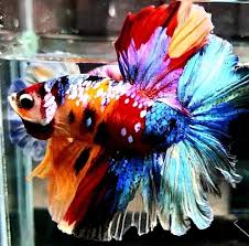Последние твиты от betta world records (@world_betta). United Show Betta World Posts Facebook