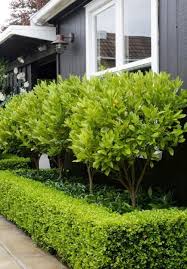 Love The Idea Of Using Productive Trees As Part Of The Landscaping Even In A Formal Setting Kumq Front Garden Design Small Front Gardens Backyard Landscaping