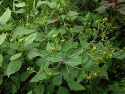 Image result for Sigesbeckia