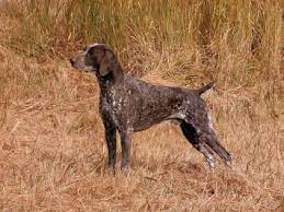 Liver w/roan german shorthaired pointers north carolina, leaksville. German Shorthaired Pointer Dog Breed Profile Petfinder