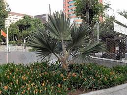 Image result for Latania loddigesii